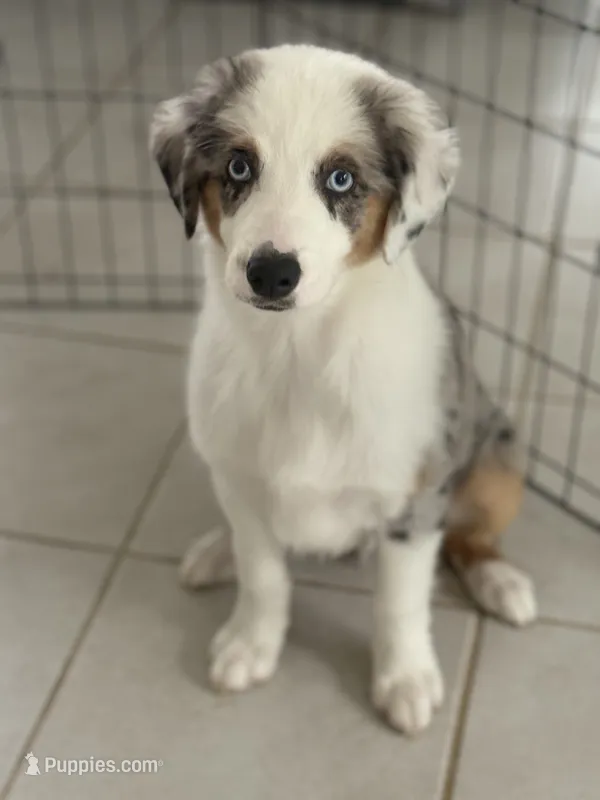 Copper – Miniature Australian Shepherd puppy for sale in Katy, TX