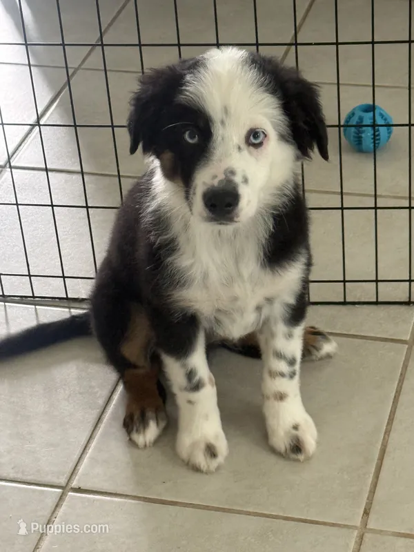 Jet Jr – Miniature Australian Shepherd puppy for sale in Katy, TX