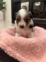 Bonnie, a female Miniature Australian Shepherd for sale in Katy, TX – Photo 2 of 4