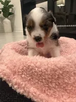 Bonnie, a female Miniature Australian Shepherd for sale in Katy, TX – Photo 3 of 4