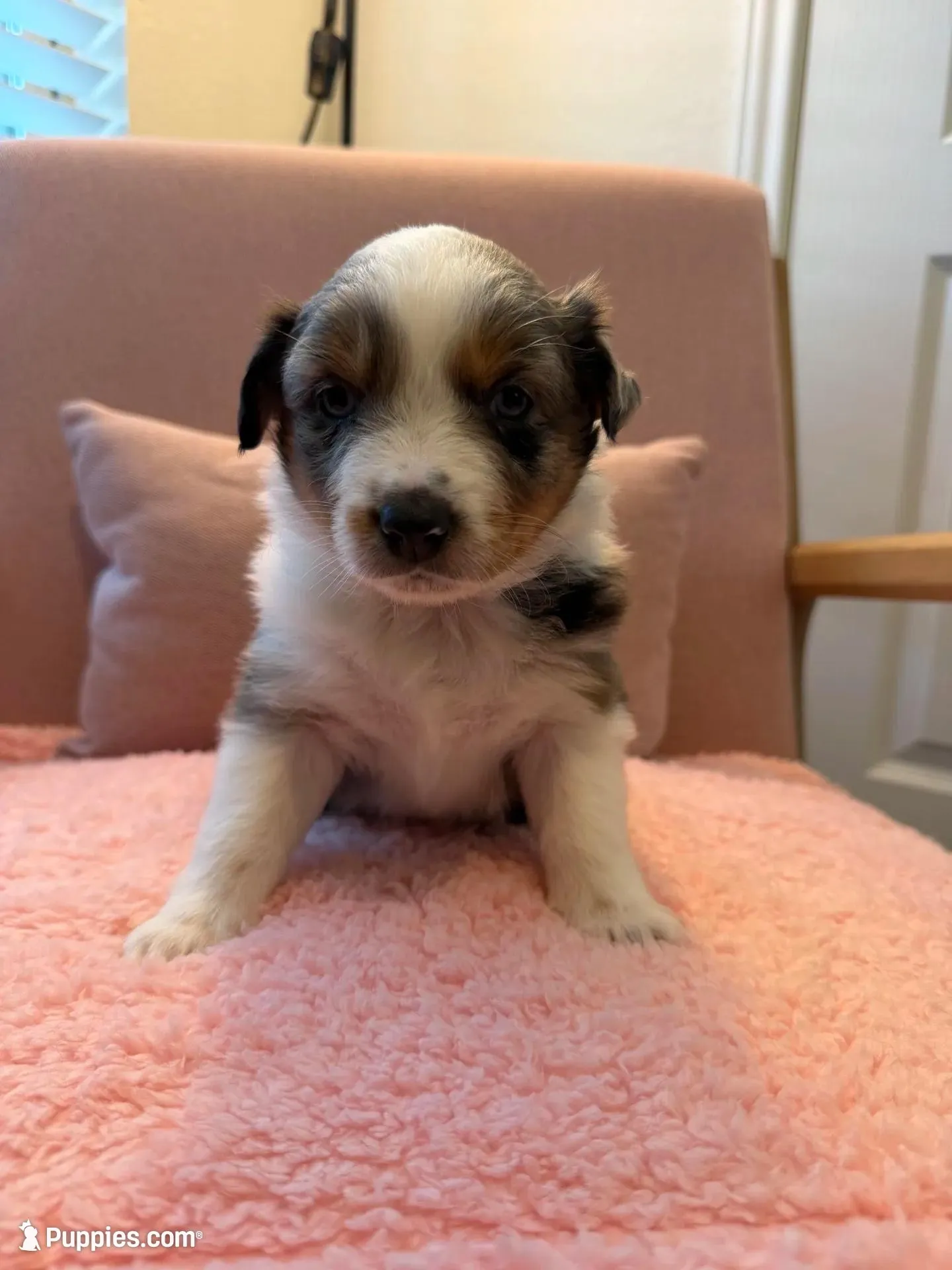 Bonnie – Miniature Australian Shepherd puppy for sale in Katy, TX