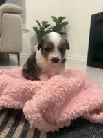 Bonnie, a female Miniature Australian Shepherd for sale in Katy, TX – Photo 4 of 4