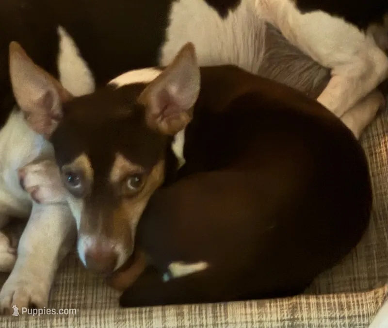 Kupper – Teddy Roosevelt Terrier puppy for sale in Cumming, GA