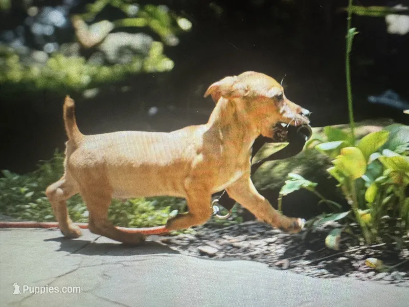 Trip – Teddy Roosevelt Terrier puppy for sale in Cumming, GA