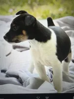 Todd, a male Rat Terrier for sale in Cumming, GA – 3 of 4