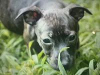 Odyssey, a female Teddy Roosevelt Terrier for sale in Cumming, GA – 7 of 10