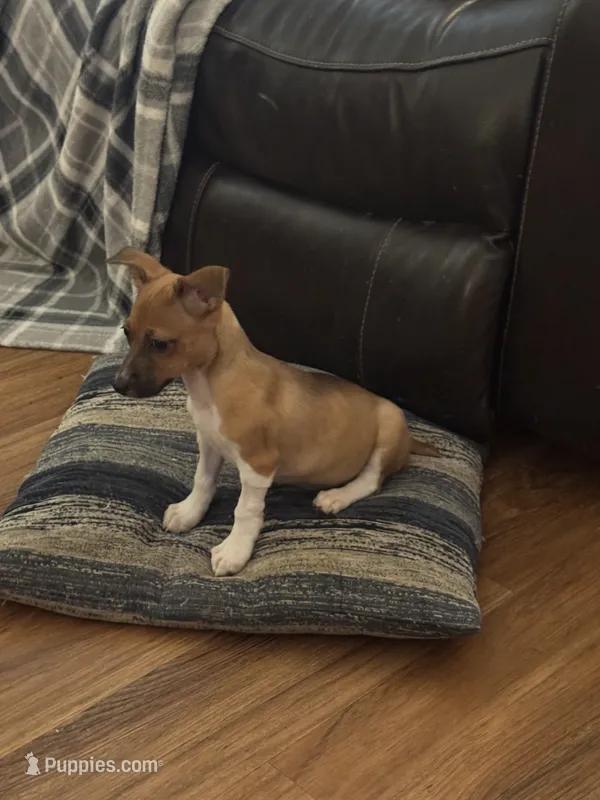 Rosey  – Rat Terrier, Teddy Roosevelt Terrier puppy for sale in Cumming, GA