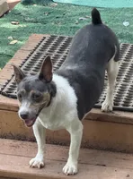Dusty, a female Rat Terrier and Teddy Roosevelt Terrier for sale in Cumming, GA – 4 of 5