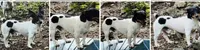 Jax, a male Teddy Roosevelt Terrier for sale in Cumming, GA – 3 of 3