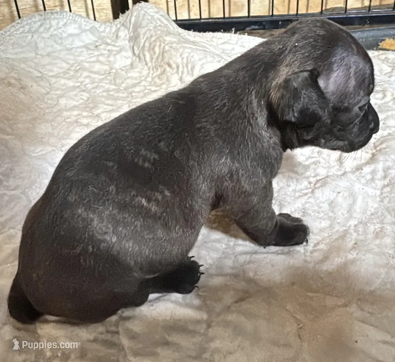 Odyssey – Teddy Roosevelt Terrier puppy for sale in Cumming, GA
