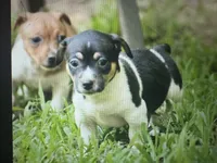 Jetson , a male Teddy Roosevelt Terrier for sale in Cumming, GA – 2 of 7