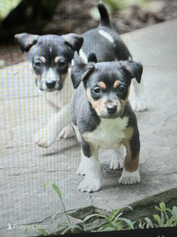 Astro – Teddy Roosevelt Terrier puppy for sale in Cumming, GA