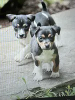 Astro, a male Teddy Roosevelt Terrier for sale in Cumming, GA – 3 of 4