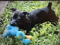 Odyssey, a female Teddy Roosevelt Terrier for sale in Cumming, GA – 2 of 10