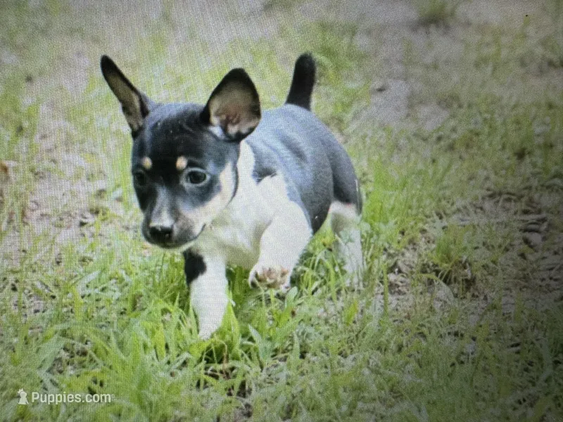 Wilma – Teddy Roosevelt Terrier puppy for sale in Cumming, GA