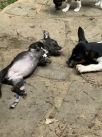 Odyssey, a female Teddy Roosevelt Terrier for sale in Cumming, GA – 10 of 10