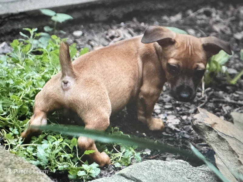 Trip – Teddy Roosevelt Terrier puppy for sale in Cumming, GA