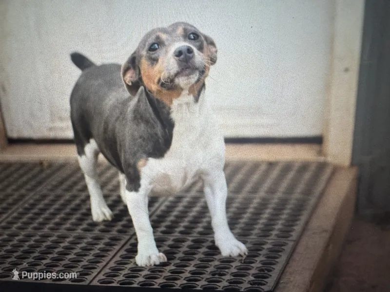 Dusty – Rat Terrier, Teddy Roosevelt Terrier puppy for sale in Cumming, GA