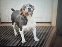 Dusty, a female Rat Terrier and Teddy Roosevelt Terrier for sale in Cumming, GA – 3 of 4