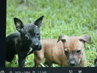 Odyssey, a female Teddy Roosevelt Terrier for sale in Cumming, GA – 3 of 10