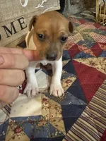 Mercury, a male Rat Terrier and Teddy Roosevelt Terrier for sale in Cumming, GA – 4 of 4