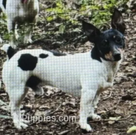 Jax – Teddy Roosevelt Terrier puppy for sale in Cumming, GA