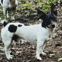 Jax, a male Teddy Roosevelt Terrier for sale in Cumming, GA – 2 of 3