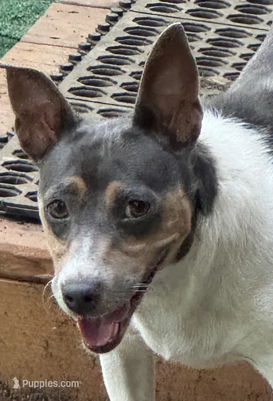 Dusty – Rat Terrier, Teddy Roosevelt Terrier puppy for sale in Cumming, GA