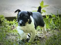 Todd, a male Rat Terrier for sale in Cumming, GA – 1 of 4