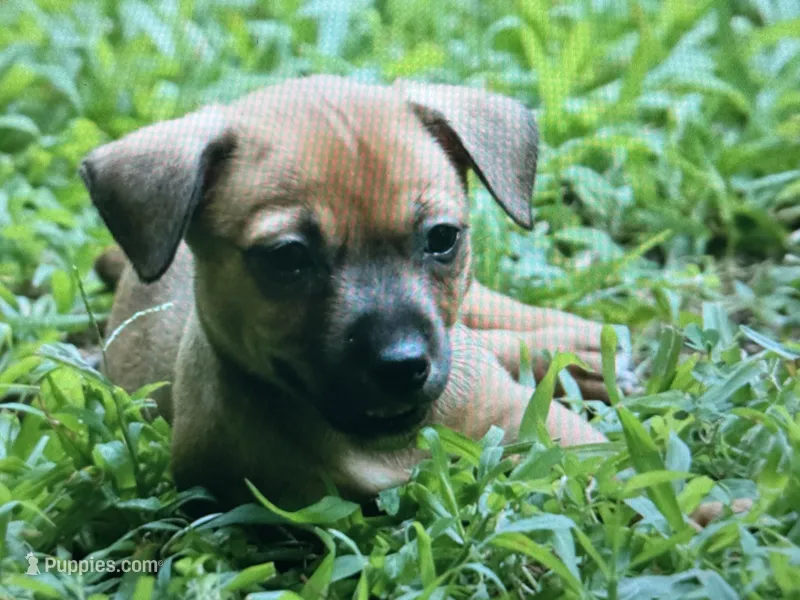 Trip – Teddy Roosevelt Terrier puppy for sale in Cumming, GA