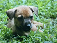 Trip, a male Teddy Roosevelt Terrier for sale in Cumming, GA – 1 of 3