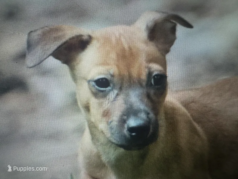 Trip – Teddy Roosevelt Terrier puppy for sale in Cumming, GA
