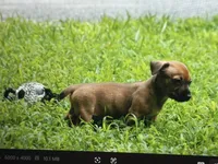 Trip, a male Teddy Roosevelt Terrier for sale in Cumming, GA – 3 of 3