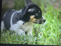 Jetson , a male Teddy Roosevelt Terrier for sale in Cumming, GA – 7 of 7