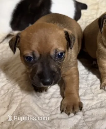 Trip – Teddy Roosevelt Terrier puppy for sale in Cumming, GA