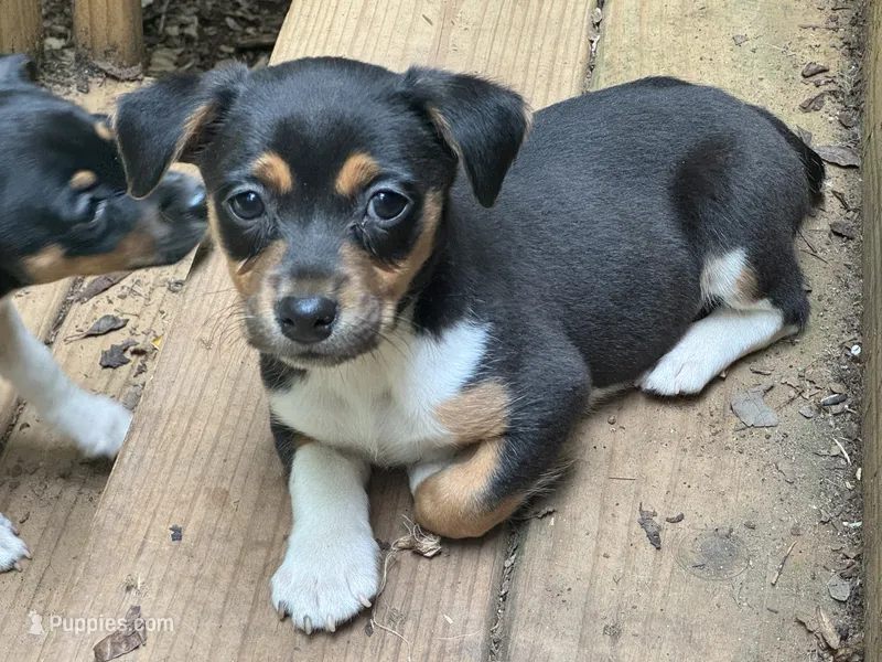 Astro – Teddy Roosevelt Terrier puppy for sale in Cumming, GA