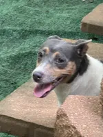 Dusty, a female Rat Terrier and Teddy Roosevelt Terrier for sale in Cumming, GA – 3 of 5