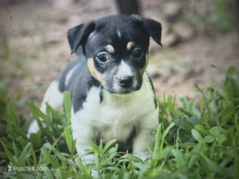 Jetson  – Teddy Roosevelt Terrier puppy for sale in Cumming, GA