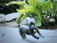Odyssey, a female Teddy Roosevelt Terrier for sale in Cumming, GA – 8 of 10