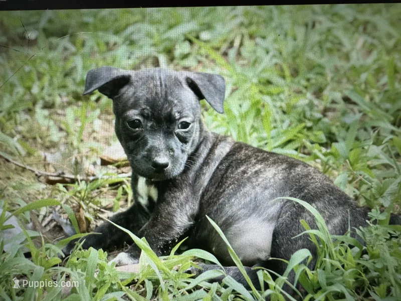 Odyssey – Teddy Roosevelt Terrier puppy for sale in Cumming, GA