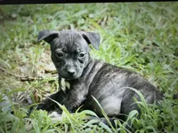 Odyssey, a female Teddy Roosevelt Terrier for sale in Cumming, GA – 4 of 10