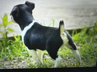 Todd, a male Rat Terrier for sale in Cumming, GA – 2 of 4