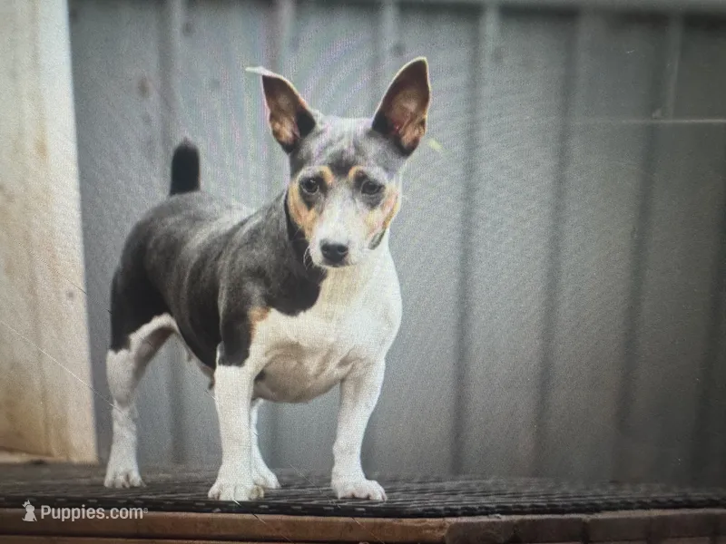 Dusty – Rat Terrier, Teddy Roosevelt Terrier puppy for sale in Cumming, GA