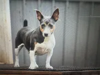 Dusty, a female Rat Terrier and Teddy Roosevelt Terrier for sale in Cumming, GA – 1 of 4