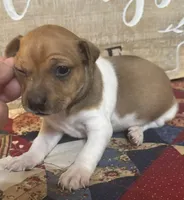 Mercury, a male Rat Terrier and Teddy Roosevelt Terrier for sale in Cumming, GA – 3 of 4