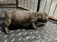 Odyssey, a female Teddy Roosevelt Terrier for sale in Cumming, GA – 2 of 2