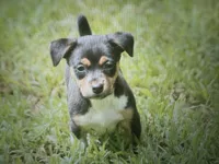 Astro, a male Teddy Roosevelt Terrier for sale in Cumming, GA – 4 of 4