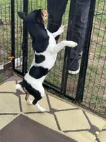 Flash, a male Teddy Roosevelt Terrier for sale in Cumming, GA – 2 of 2