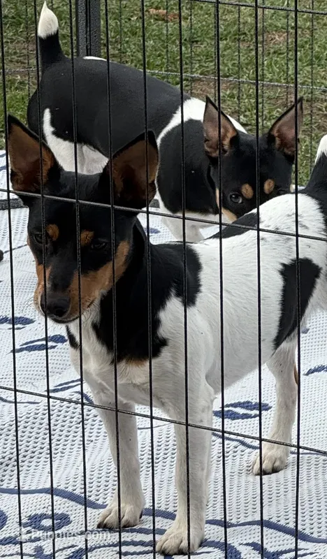 Flash – Teddy Roosevelt Terrier puppy for sale in Cumming, GA