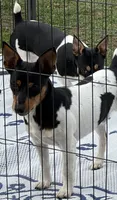 Flash, a male Teddy Roosevelt Terrier for sale in Cumming, GA – 1 of 2